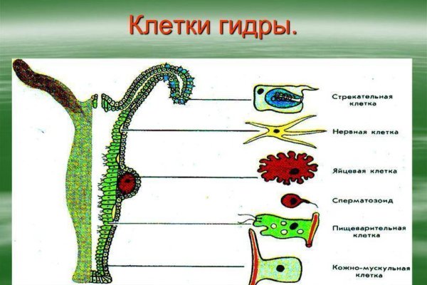 Почему не работает кракен сегодня